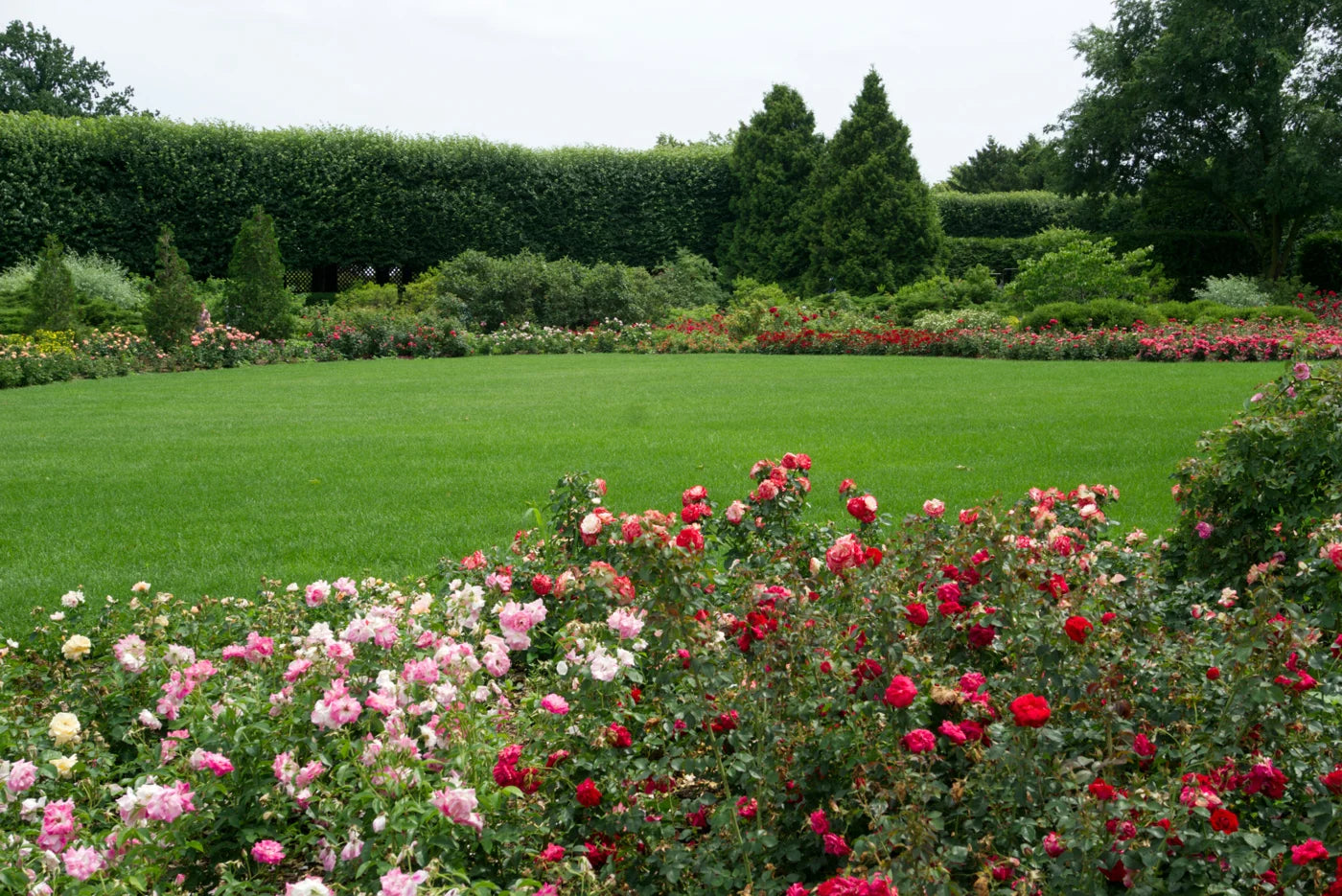 The English Rose — The feeling